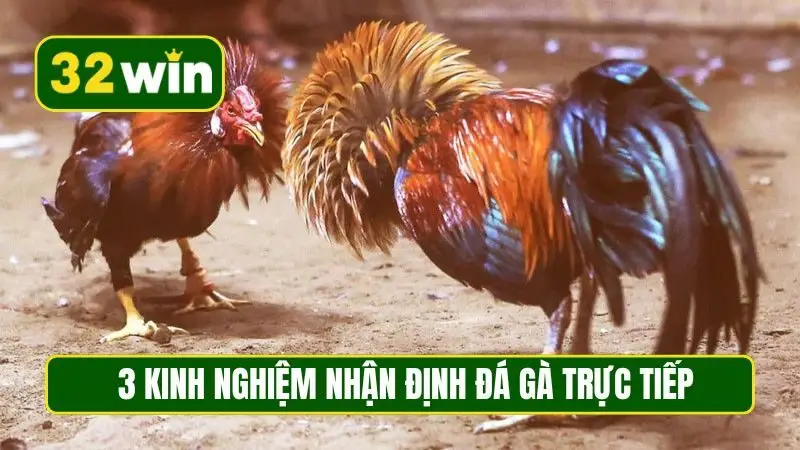 3 kinh nghiệm nhận định đá gà trực tiếp