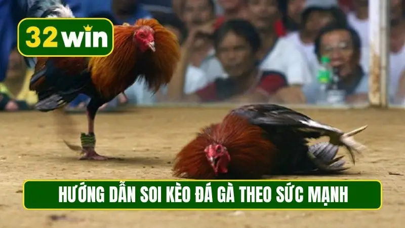Hướng dẫn soi kèo đá gà theo sức mạnh chiến kê